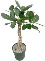 Ficus Altissima - Audrey Twisted Stem Potmaat 27 H100-110 kamerplant Beautanic Lifestyle - Beautanic lifestyle