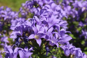 Klokjesbloem