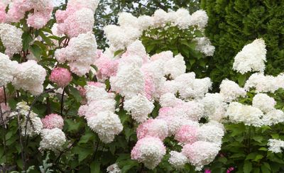 Pluimhortensia