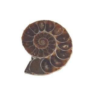 Fossiel Ammoniet - 30 mm