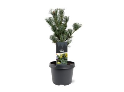 pijnboom