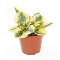 Peperomia Obtusifolia Variegata - P 12 cm