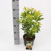 Rotsheide (Pieris Japonica “Brouwers Beauty”) heester - 25-30 cm (C2) - 6 stuks