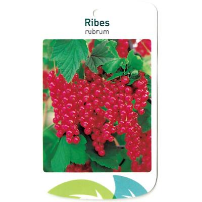 Ribus Rubrum - Oosterik home