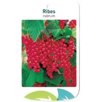 Ribus Rubrum - Oosterik home