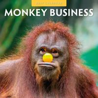 Monkey Business Kalender 2027