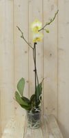 Vlinderorchidee Luxe Tak geel 80 cm - Warentuin Natuurlijk - thumbnail