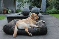 Dog's Companion® Hondenbed army superlarge
