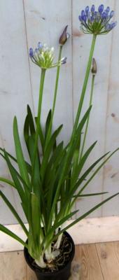 Agapanthus 70 cm Blauw - Warentuin natuurlijk