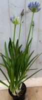 Agapanthus 70 cm Blauw - Warentuin natuurlijk