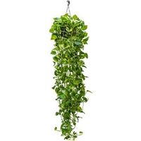 Scindapsus epipremnum aureum XL hangplant - thumbnail