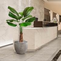 Licuala kunstpalm 140cm
