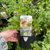 Puur kruiden Selderij