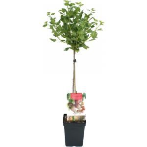 Rode kruisbes op stam (ribes uva crispa "Hinnonmäki Röd") fruitplanten