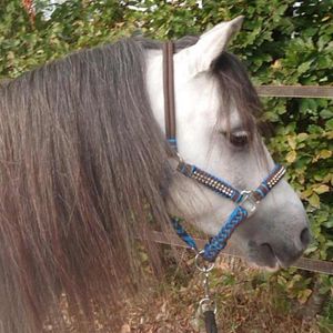 Pagony Deluxe Touwhalster blauw maat:mini shetland