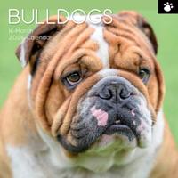 Engelse Bulldog Kalender 2026