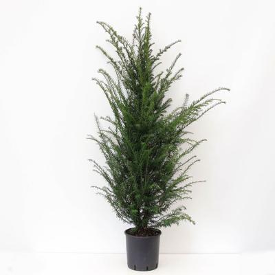 Taxus baccata 120-150 cm - Warentuin natuurlijk