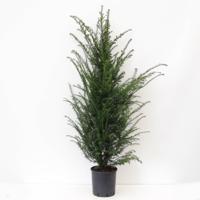 Taxus baccata 120-150 cm - Warentuin natuurlijk