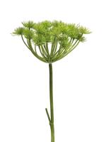 Heracleum groen 98 cm kunstbloem Buitengewoon de Boet - Buitengewoon de boet