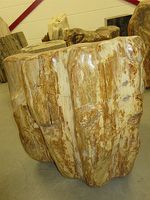Fossiel hout C40 - thumbnail