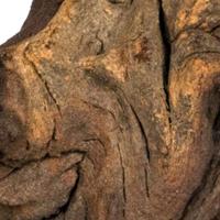 Mopani wood 20kg small Aquadistri - Aquadistri