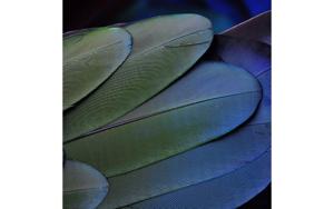Goossens Schilderij Blue Green Feathers, 74 x 74 cm