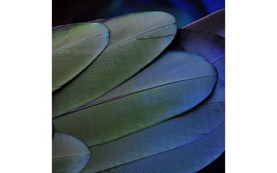 Goossens Schilderij Blue Green Feathers, 74 x 74 cm