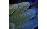 Goossens Schilderij Blue Green Feathers, 74 x 74 cm