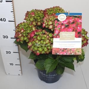 Hydrangea Macrophylla "Magical Sapphire"® boerenhortensia - 25-30 cm - 1 stuks