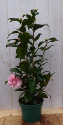 Camelia roze 80 cm Warentuin Natuurlijk - Warentuin natuurlijk