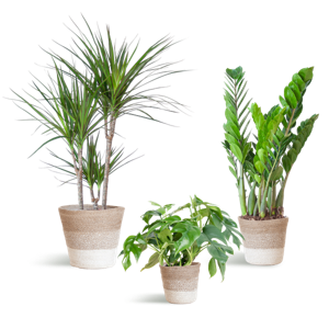 Schaduw Plantenbox - medium - met mand Lissabon wit