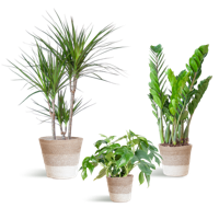 Schaduw Plantenbox - medium - met mand Lissabon wit