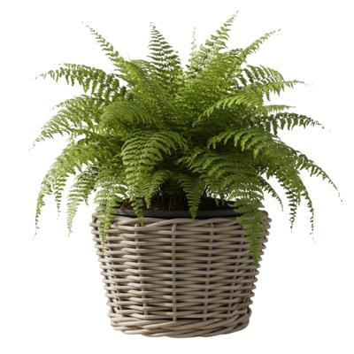 Planten/bloemen mand - rotan - gevlochten riet - D27 x H22 cm - drypot - plantenpot