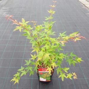 Japanse esdoorn (Acer palmatum "Sangokaku") heester - 50-60 cm - 1 stuks