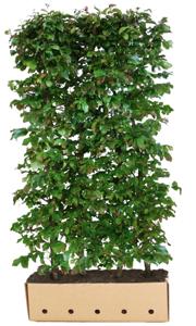 Parrotia persica Vanessa 200 cm - Quickhedge