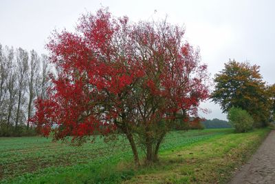 Kardinaalshoed