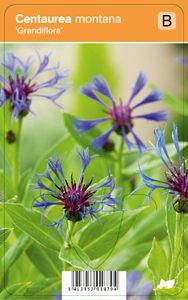 Vips Centaurea montana Grandiflora - Bergkorenbloem