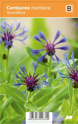 Vips Centaurea montana Grandiflora - Bergkorenbloem