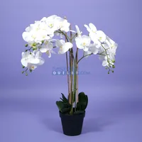 Phalaenopsis 5-tak h90cm wit - thumbnail