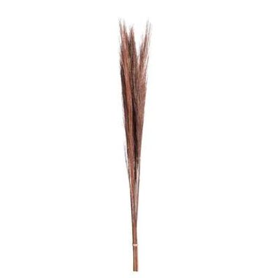 Droogbloemen Broom Gras - 100 cm