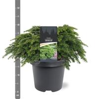 Tsuga canadensis Jeddeloh 30-40 cm Conifeer - Warentuin natuurlijk