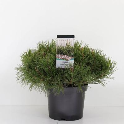 Pinus mugo mughus 30-40 cm - Warentuin natuurlijk