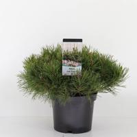 Pinus mugo mughus 30-40 cm - Warentuin natuurlijk