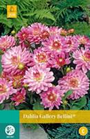 Dahlia gallery bellini bol/knol JUB 1 stuks - Jub