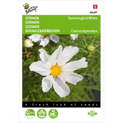Cosmos, Cosmea Hummingbird White