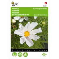 Cosmos, Cosmea Hummingbird White