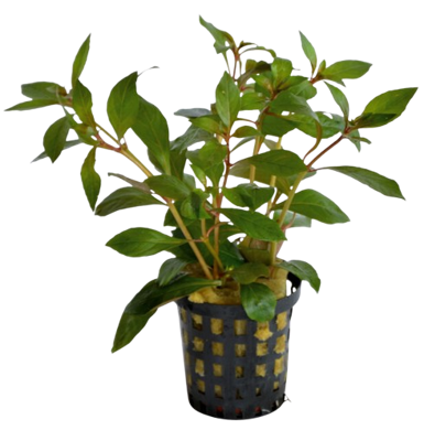 AquaVitaal Ludwigia Glandulosa