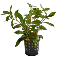 AquaVitaal Ludwigia Glandulosa