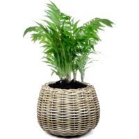 Planten/bloemen mand - rond - rotan - gevlochten riet - D45 x H34 cm - drypot