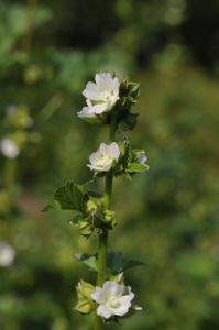 Griekse Malva